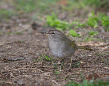 olive-sparrow