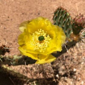 Cactus flower