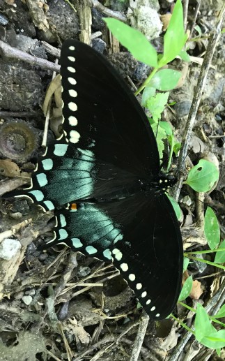 spicebush swallowtail