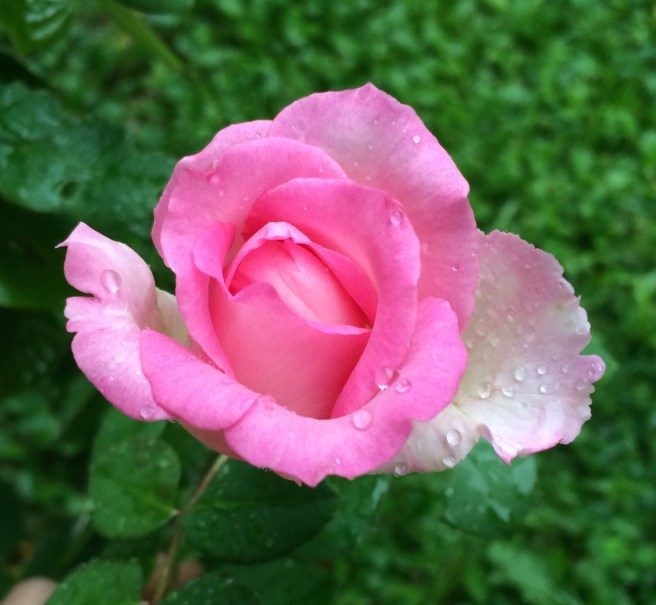 rose and rain