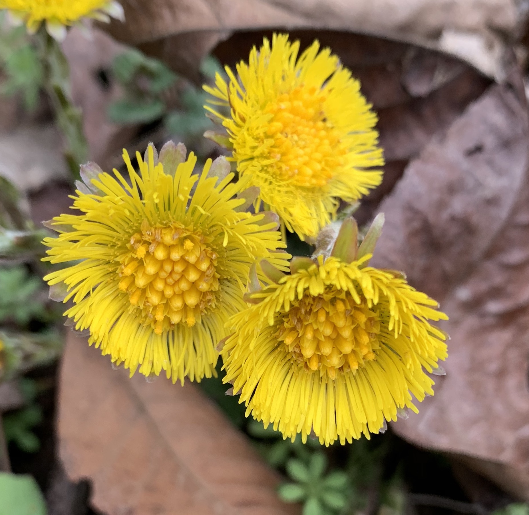 coltsfoot