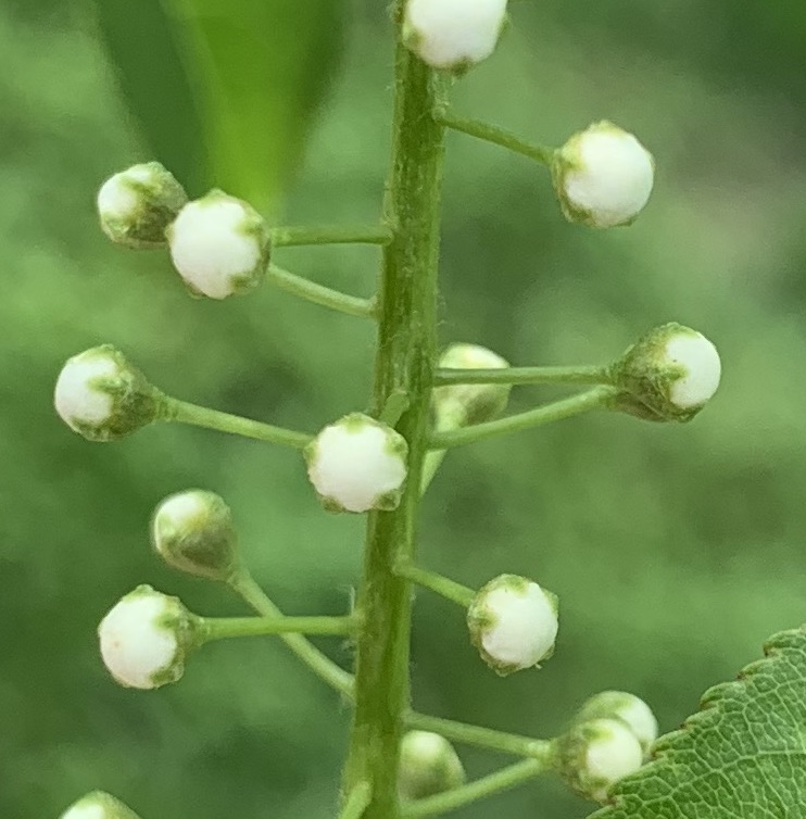 Cherry blossom detail