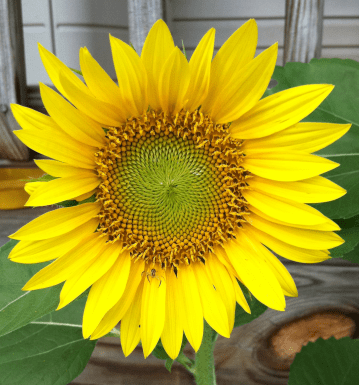 August sunflower