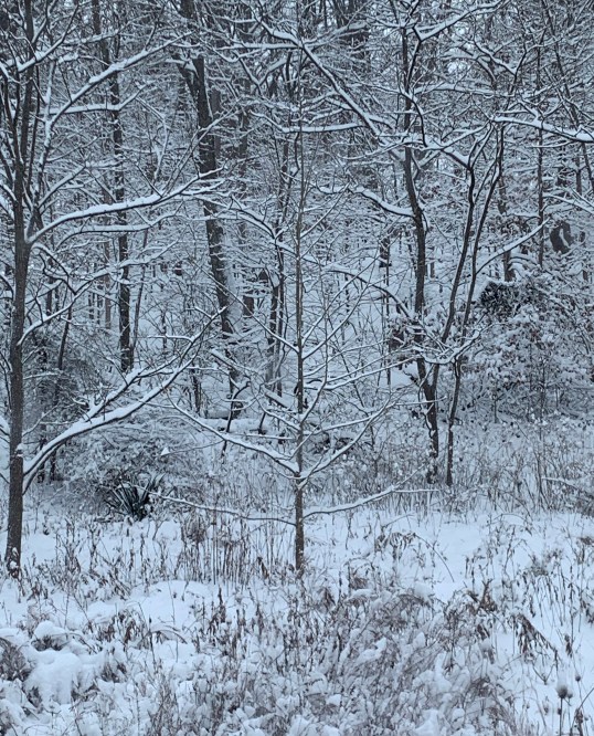 63060373675__9877F08C-93EB-49B8-841E-29077A6DDA93